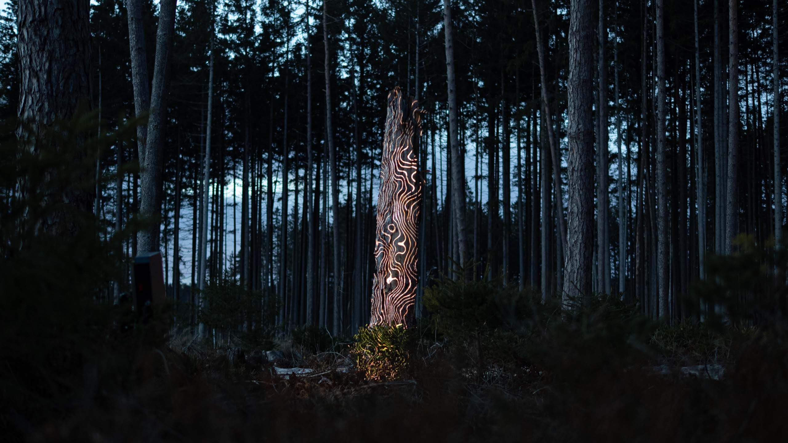 Projection mapping on a tree trunk