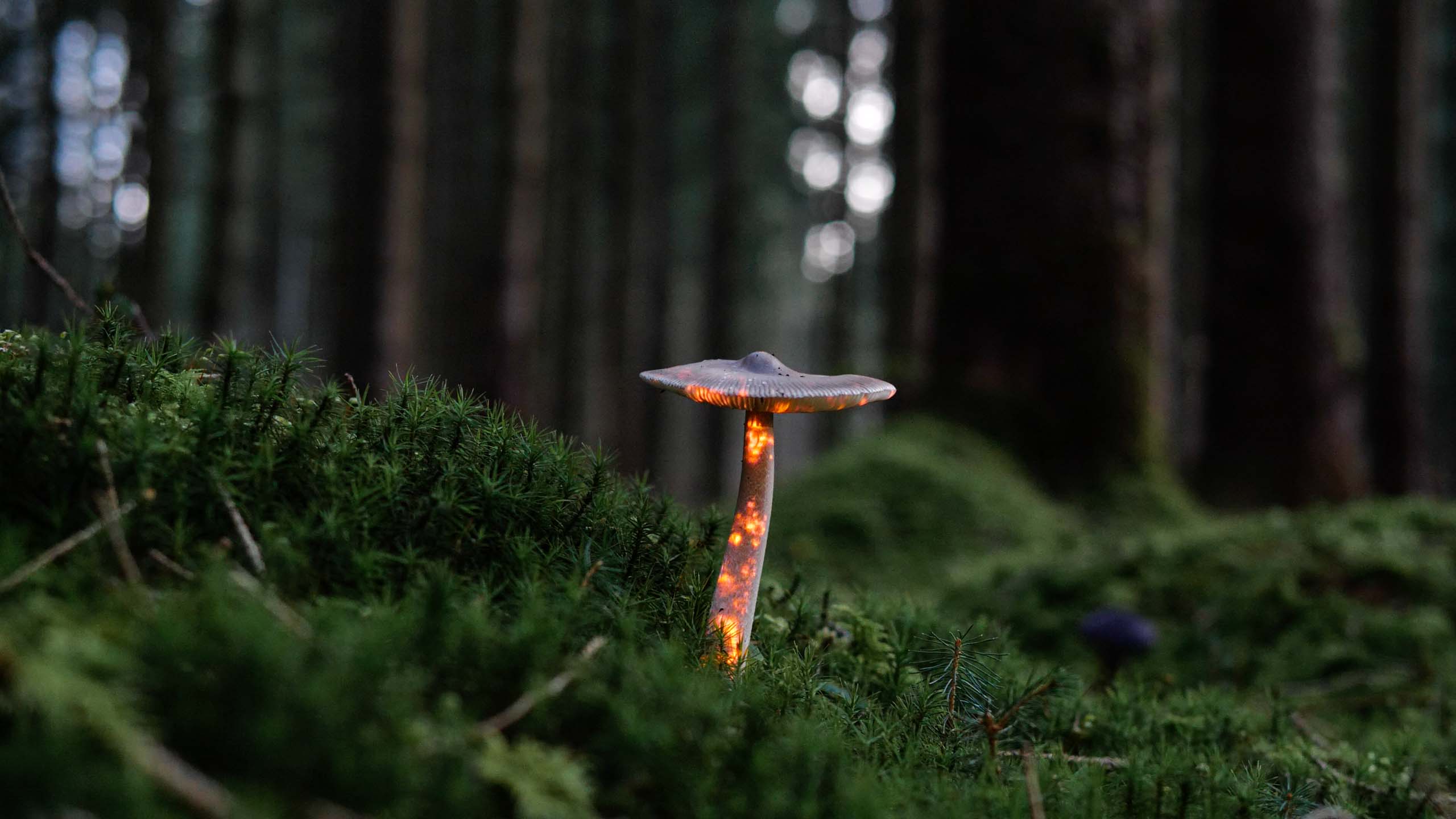 Video light art projected onto a mushroom in a forest with red orange fire visuals