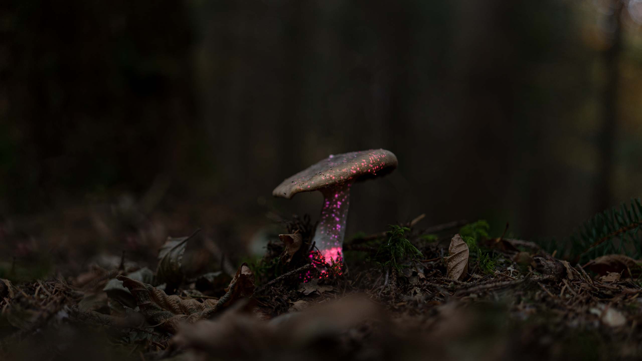 Projection Mapping on a Mushroom