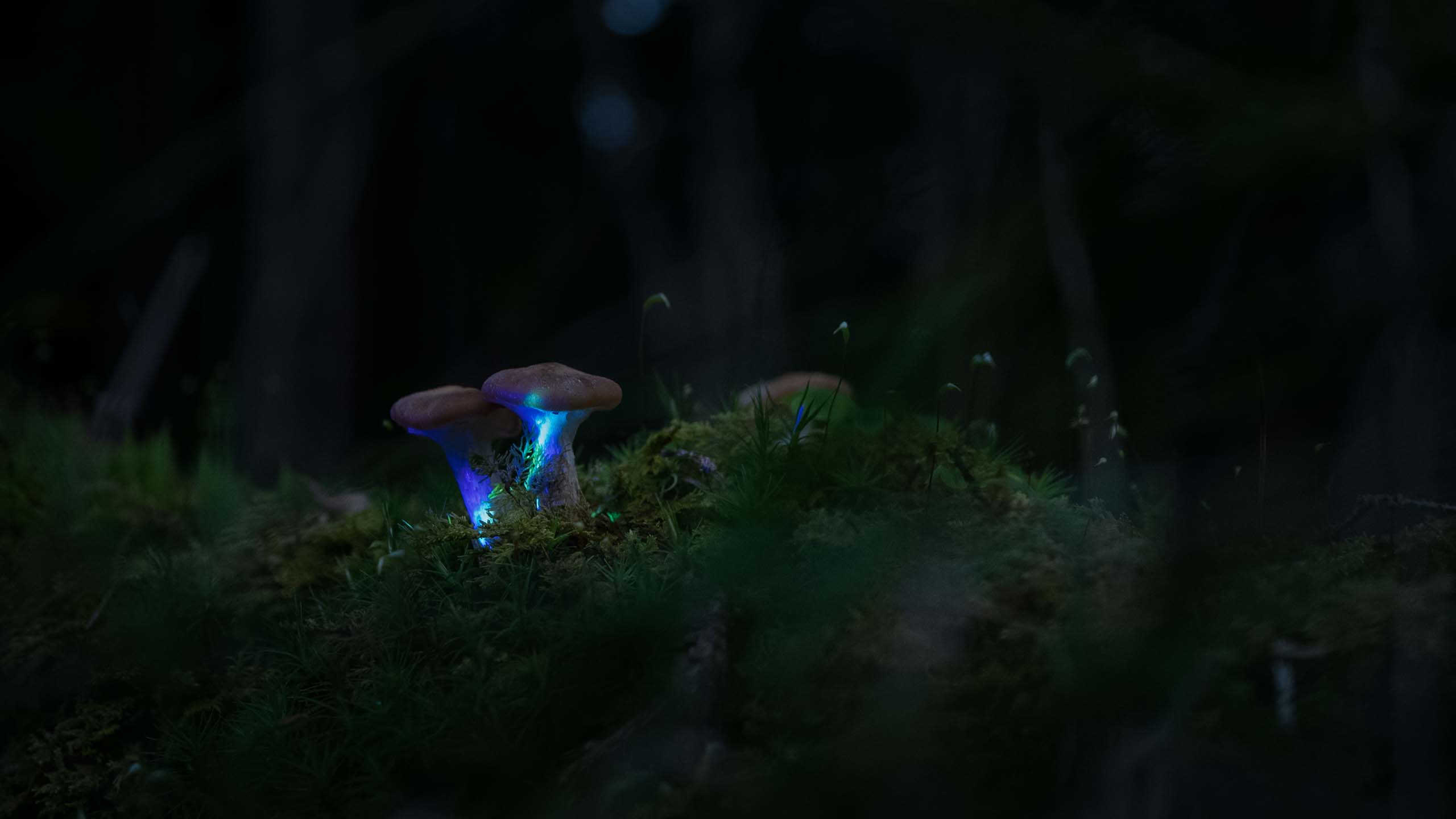 Video projection on two mushrooms with blue visuals  in a forest