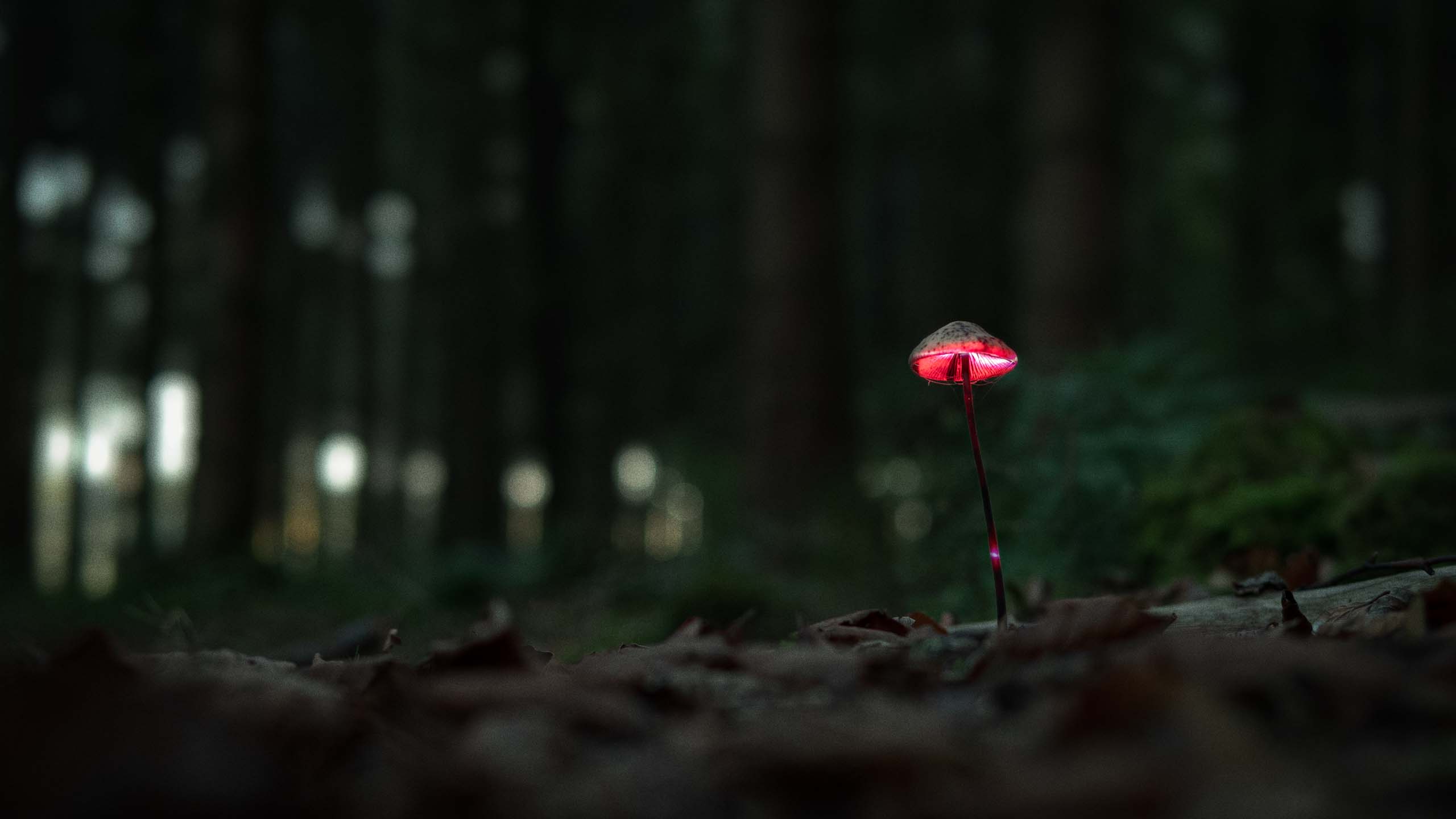 Video projection on a beautiful mushroom with red and lila visuals