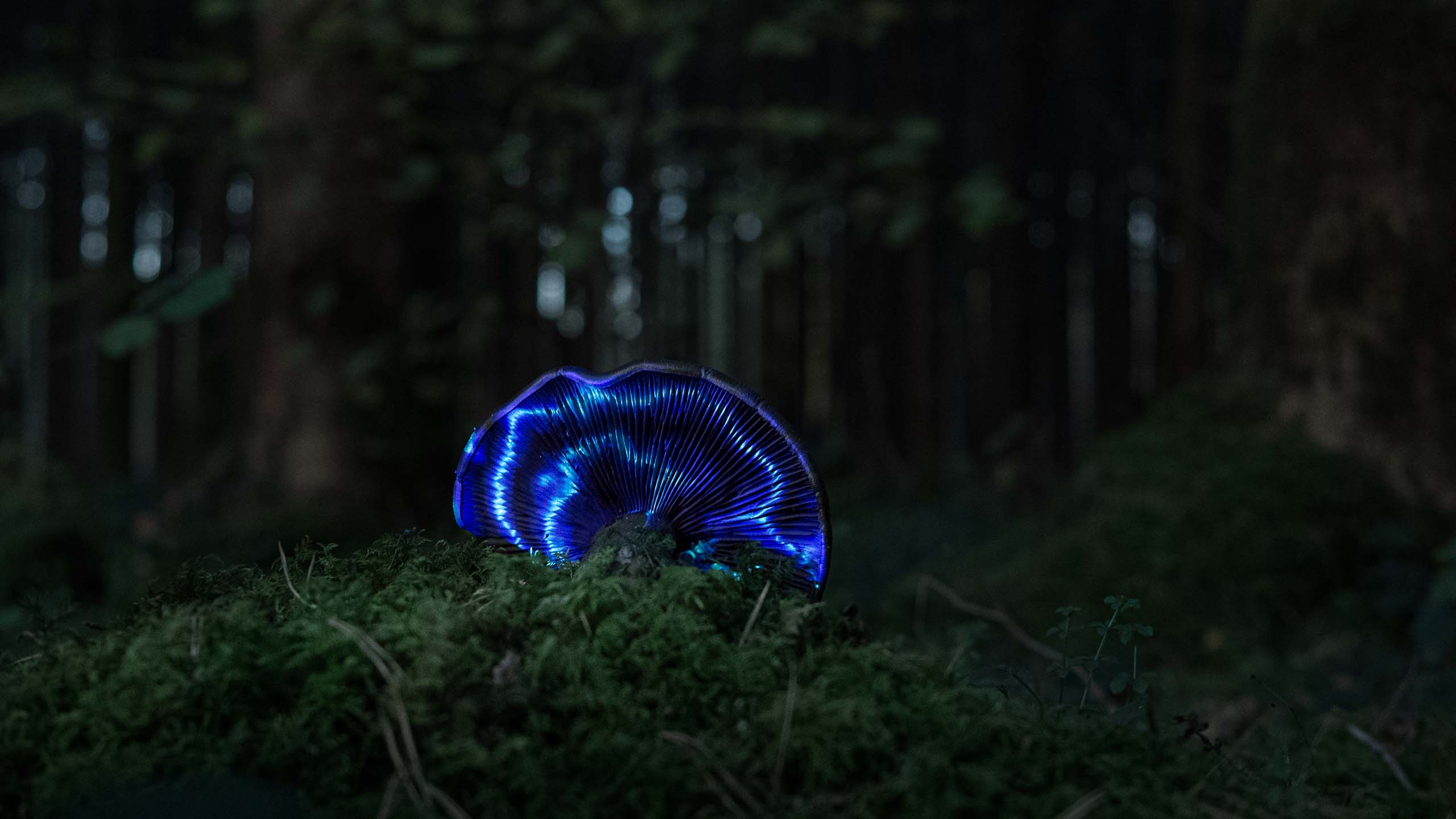 Video with blue geometric pattern projected onto a Mushroom in a forest