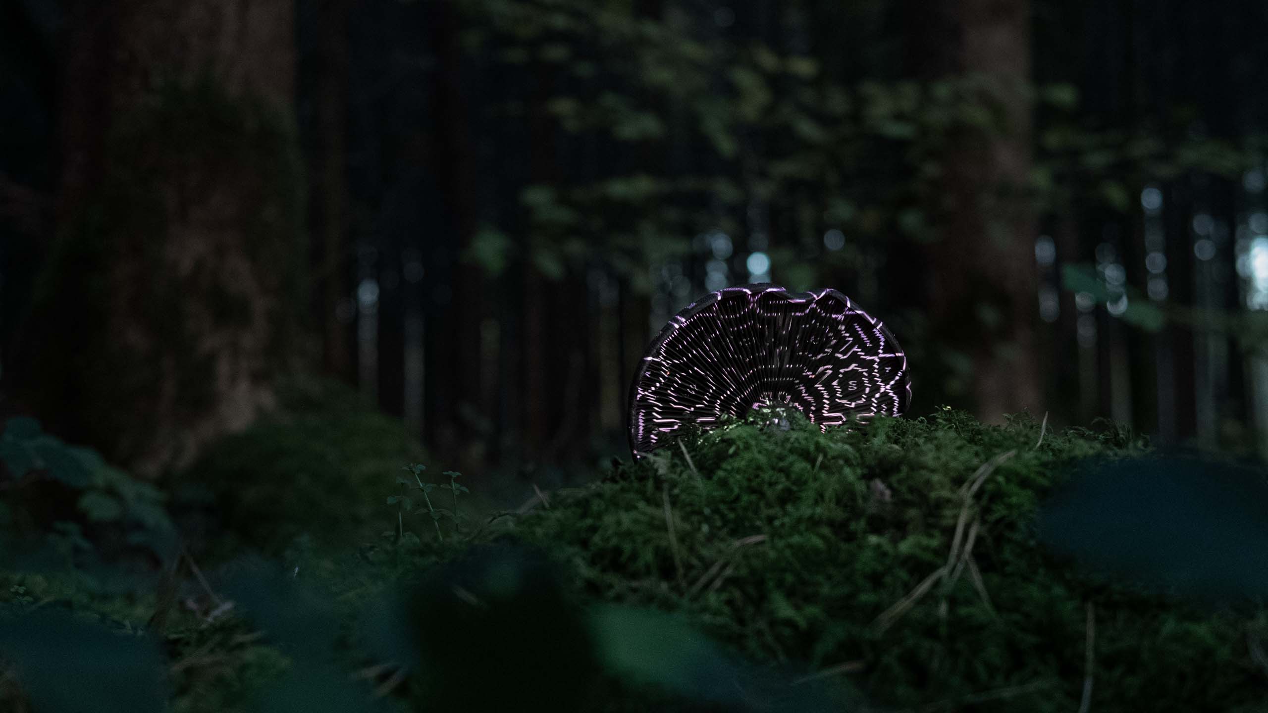 Video projection with white geometric pattern in a forest on a Mushroom