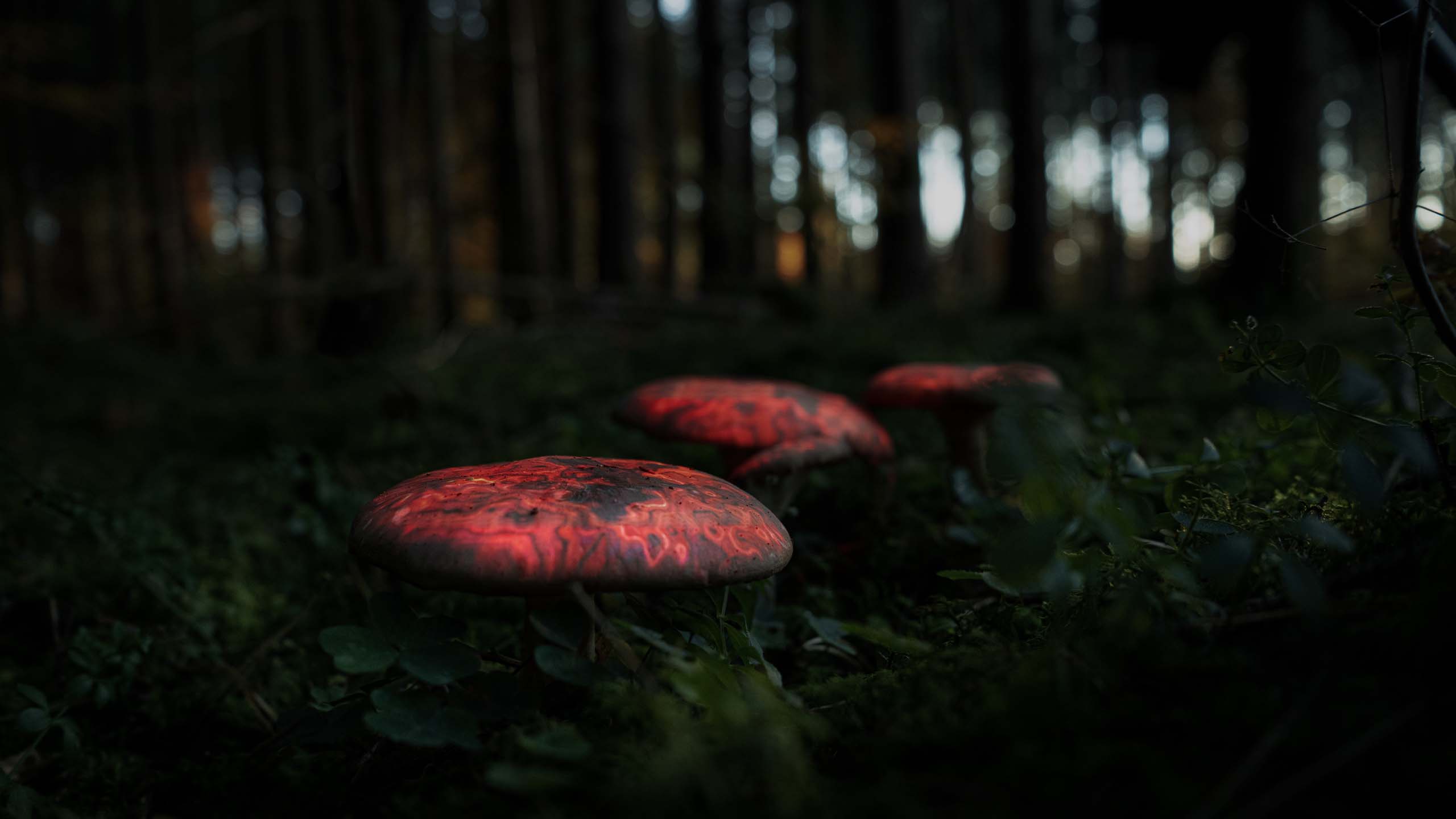 Video mapping in a forest on three Mushrooms with red geometric visuals