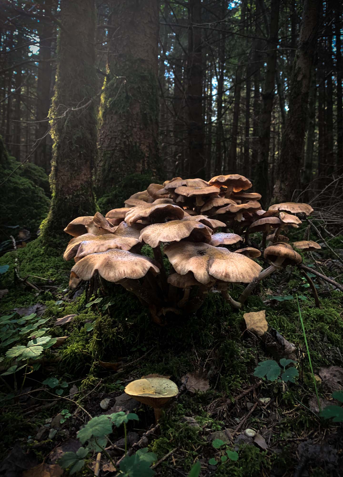 Group of mushrooms in a forest