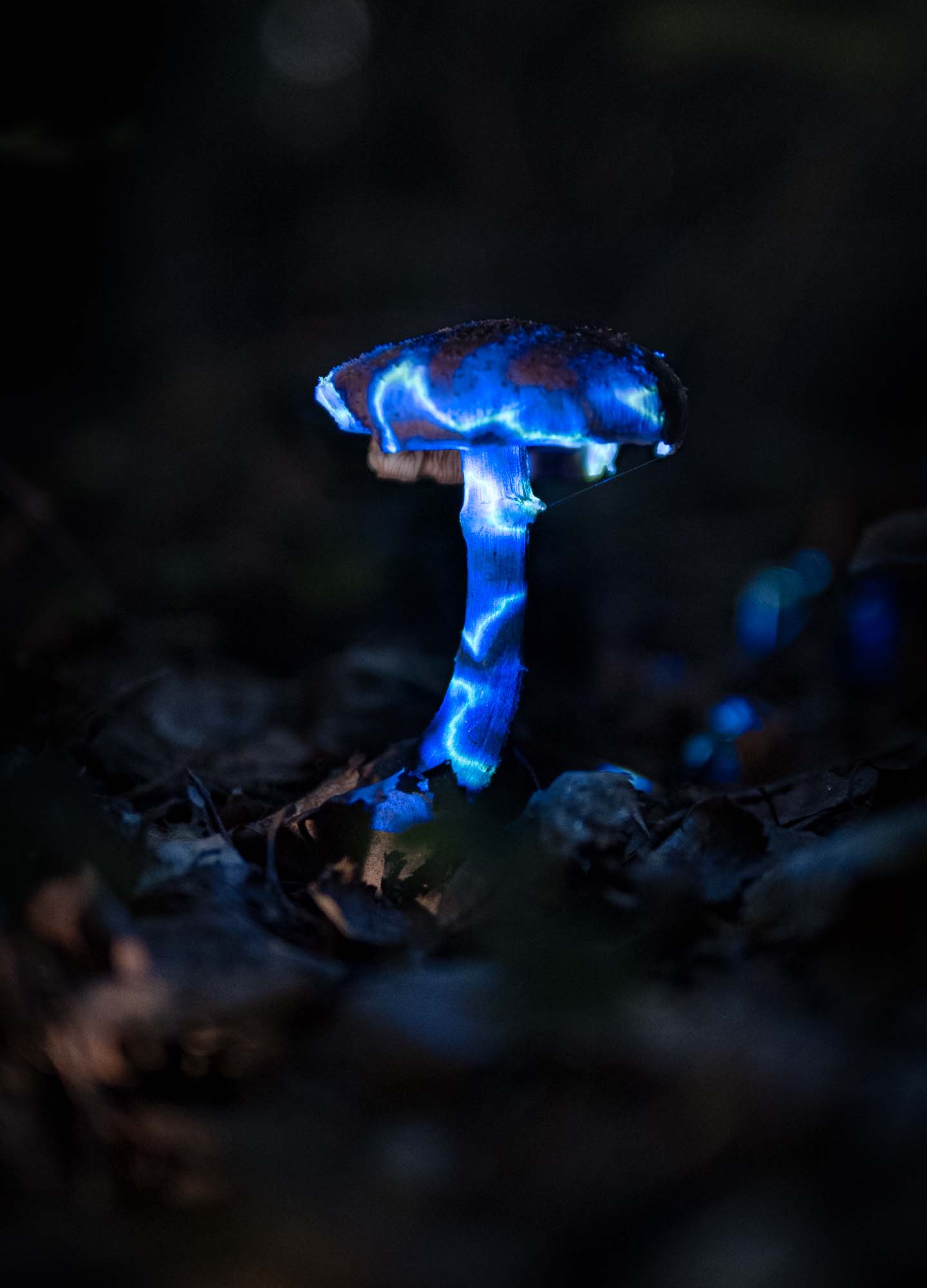 Video projection with blue geometric visuals on a Mushroom