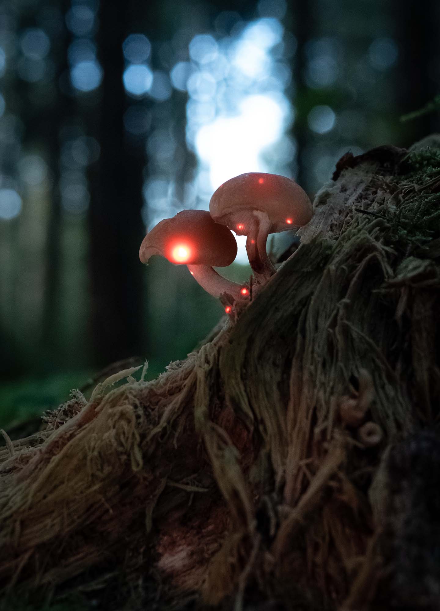 Video installation on two mushrooms with mesmerizing orange visuals