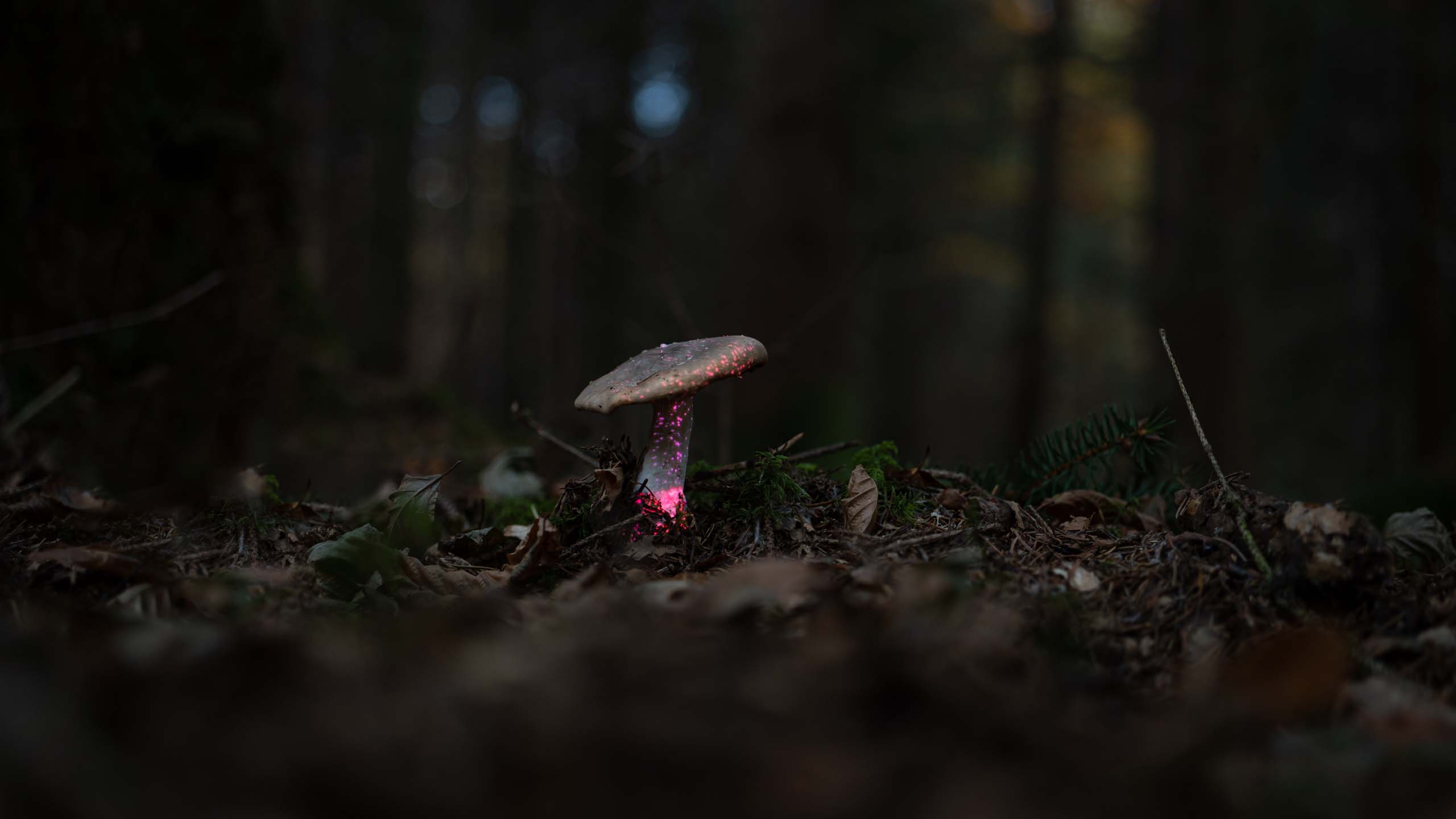 Video projection on a mushroom with violett mesmerizing dots in a forest by Nature Artist Philipp Frank