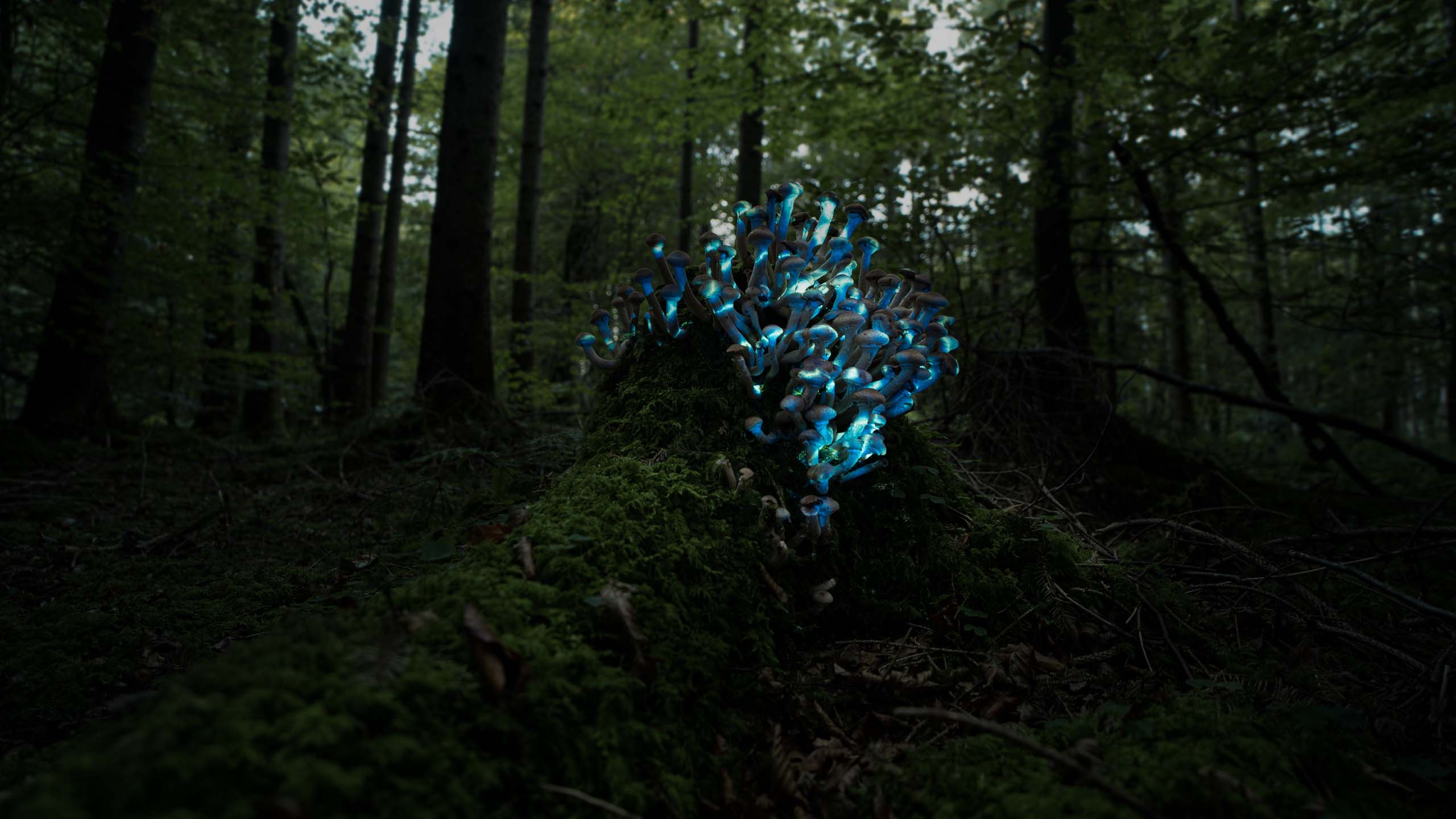Video projection on a group of Mushrooms. Blue geometric visuals