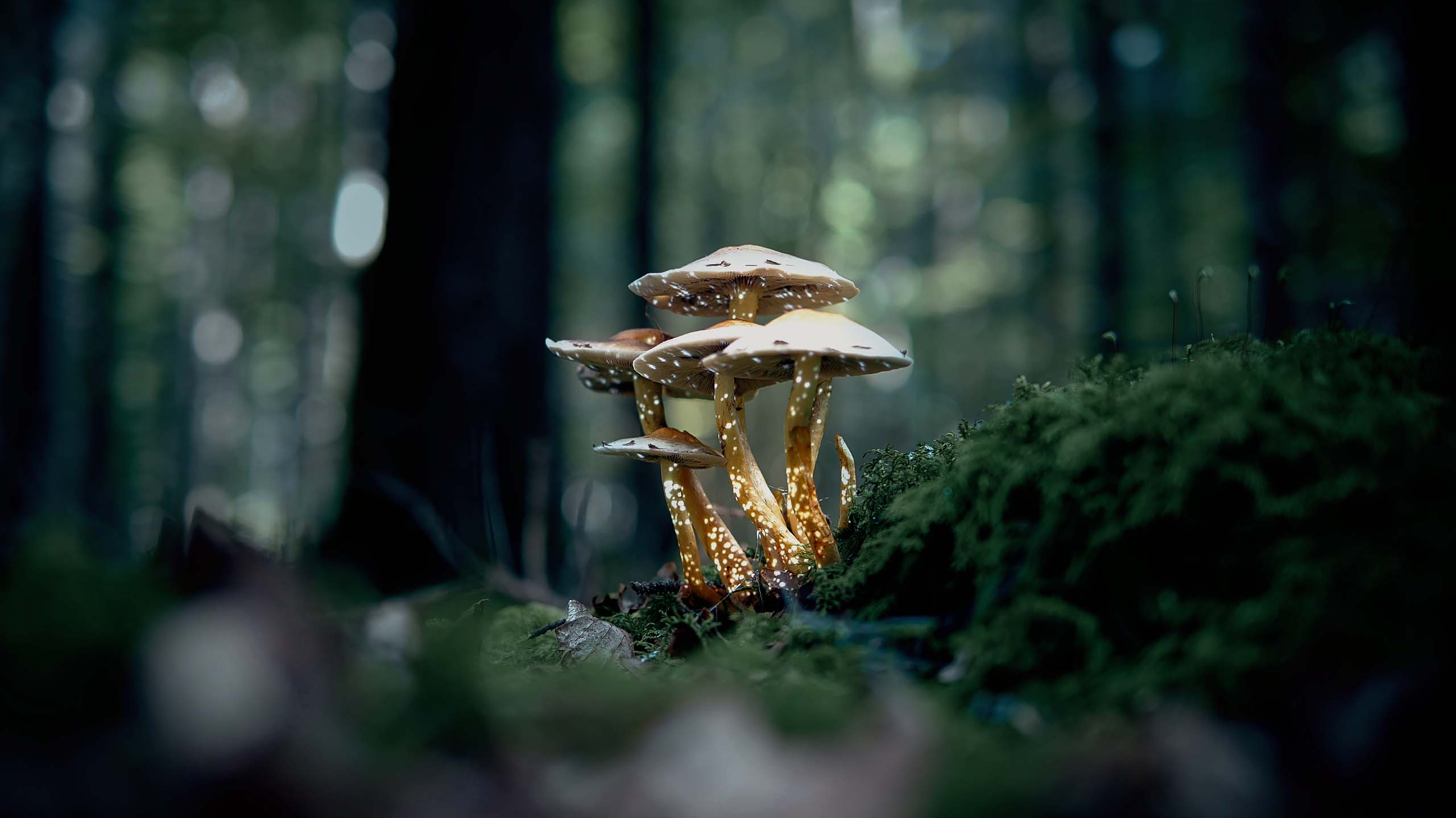 Art on a group of mushrooms in a forest with white dot visuals