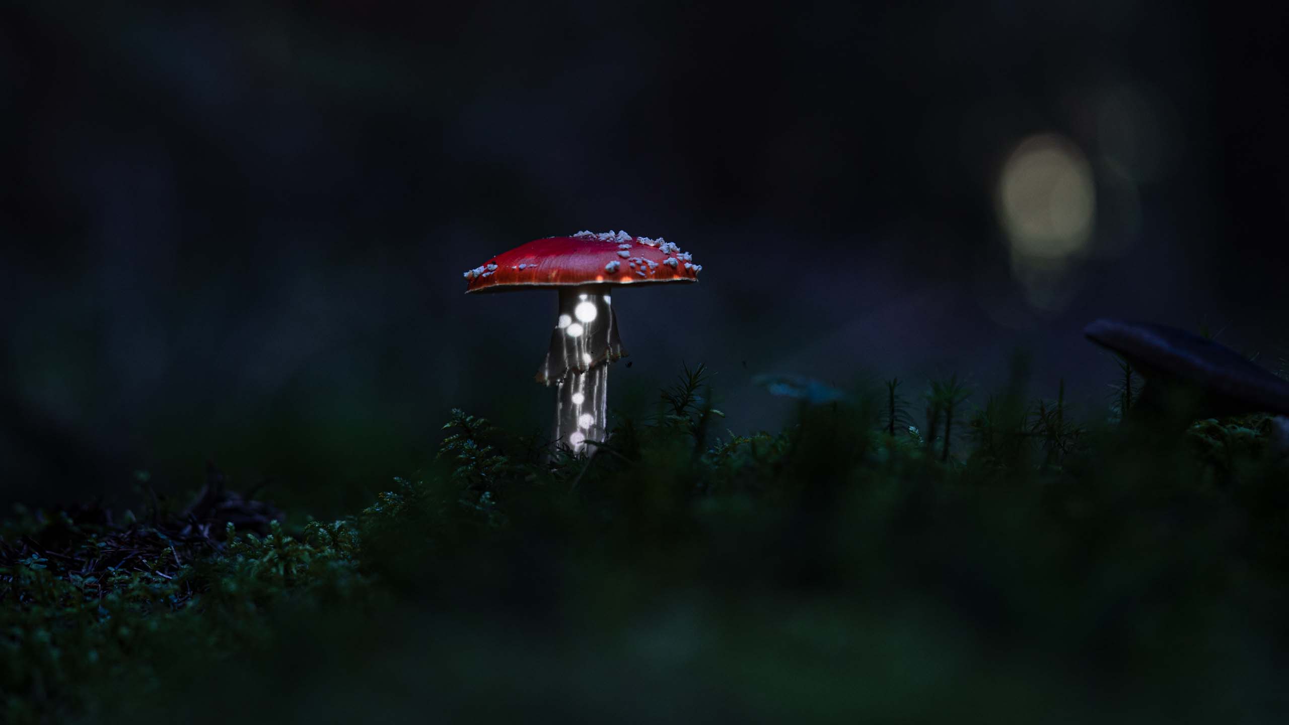 Video projection on a Fly Agaric Mushroom, Amanita Muscaria, with mesmerizing white dots in a forest by Nature Artist Philipp Frank