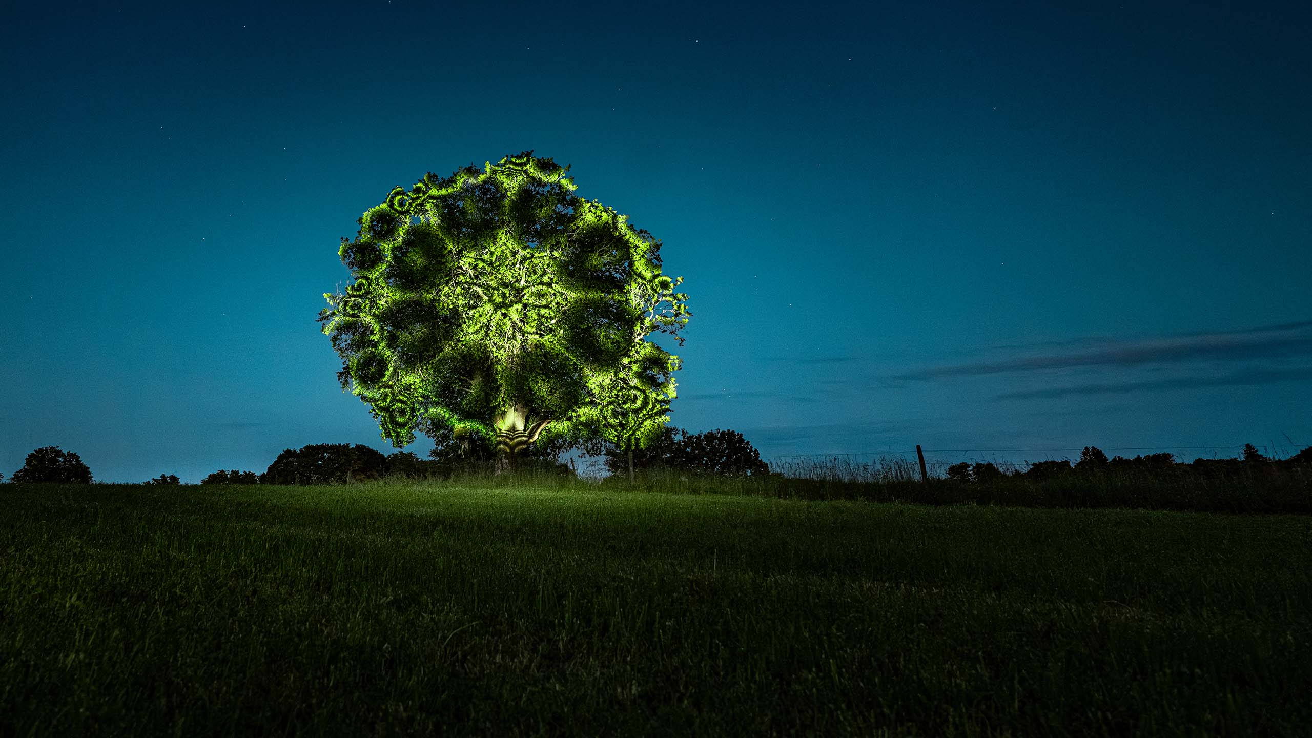Projection mapping in nature art installation on a tree