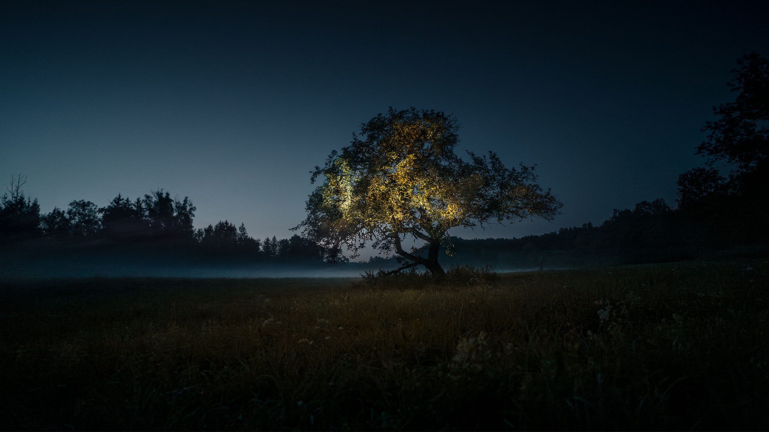 Projection mapping light art installation in Nature on a tree at sunset by Philipp Frank