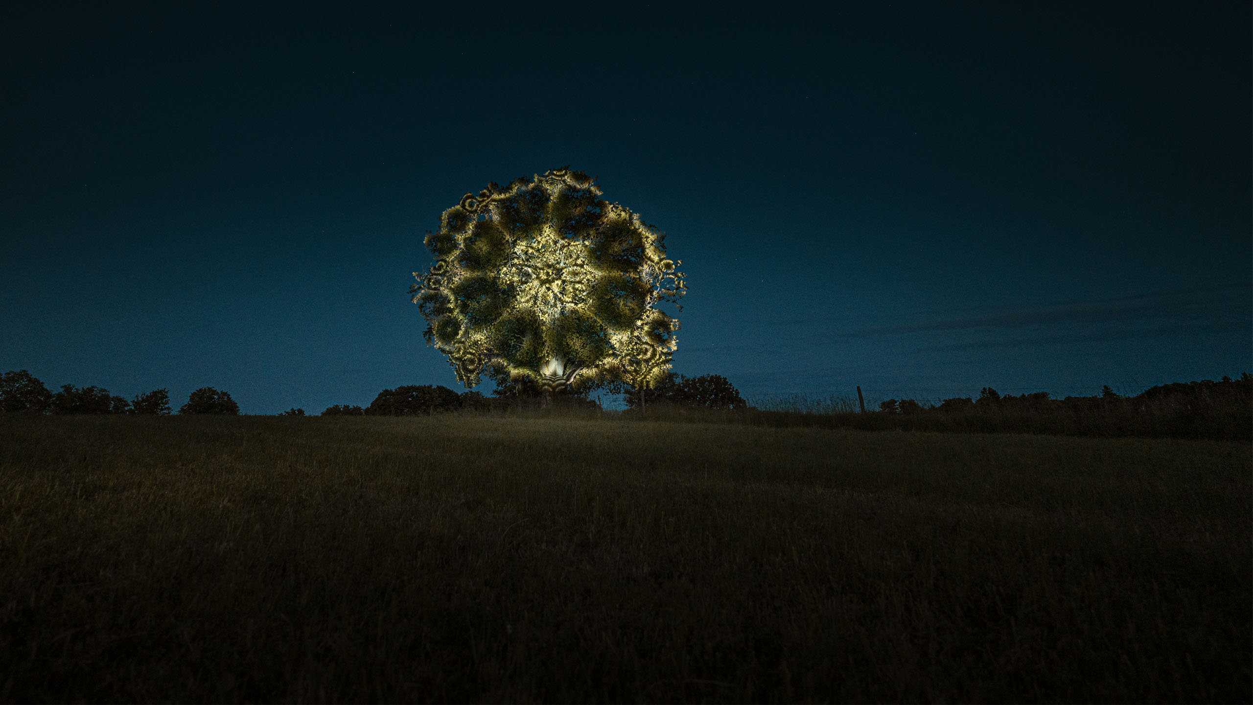 Projection mapping on a tree on a field, art installation