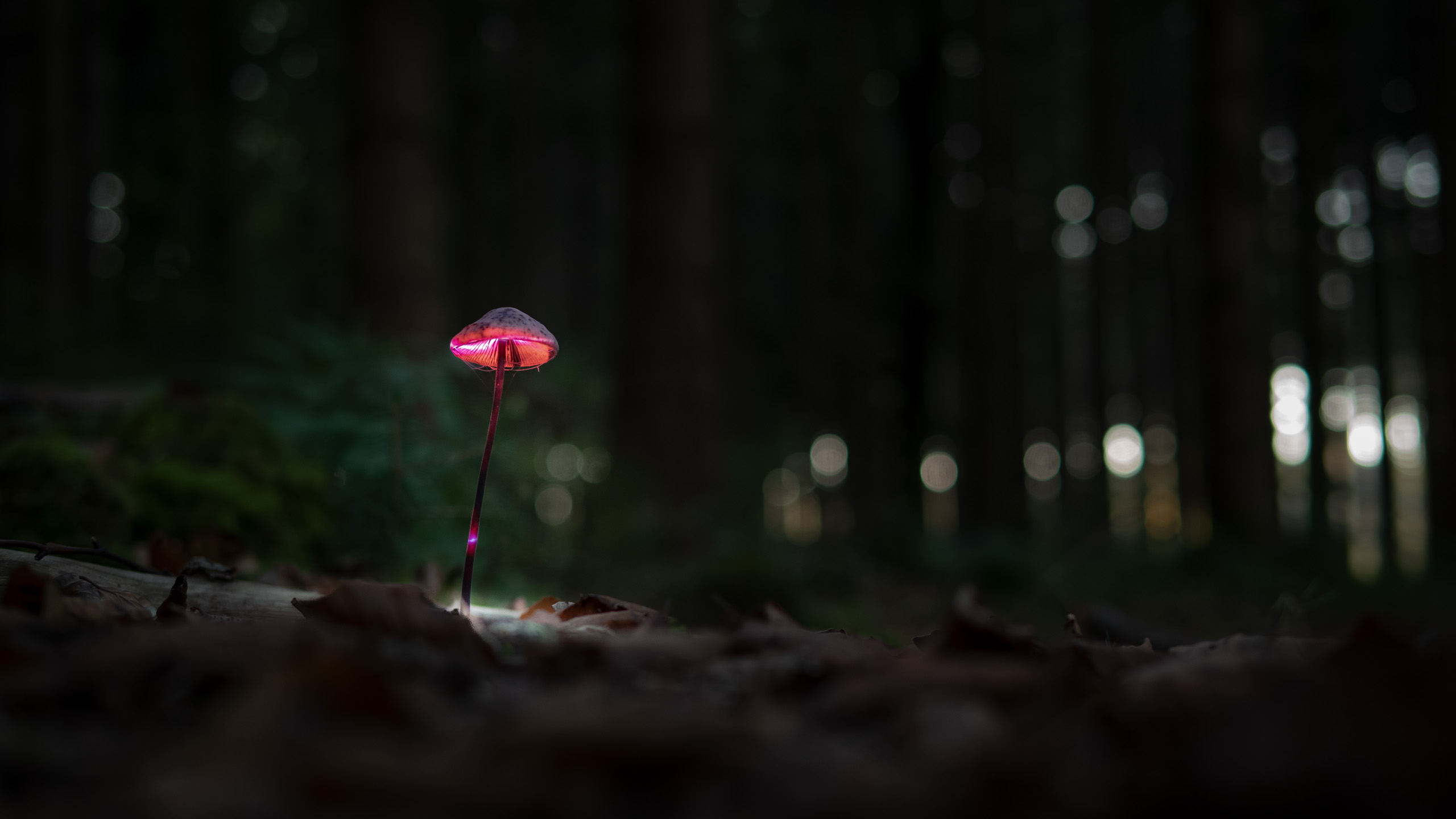 Projection mapping art on a mushroom