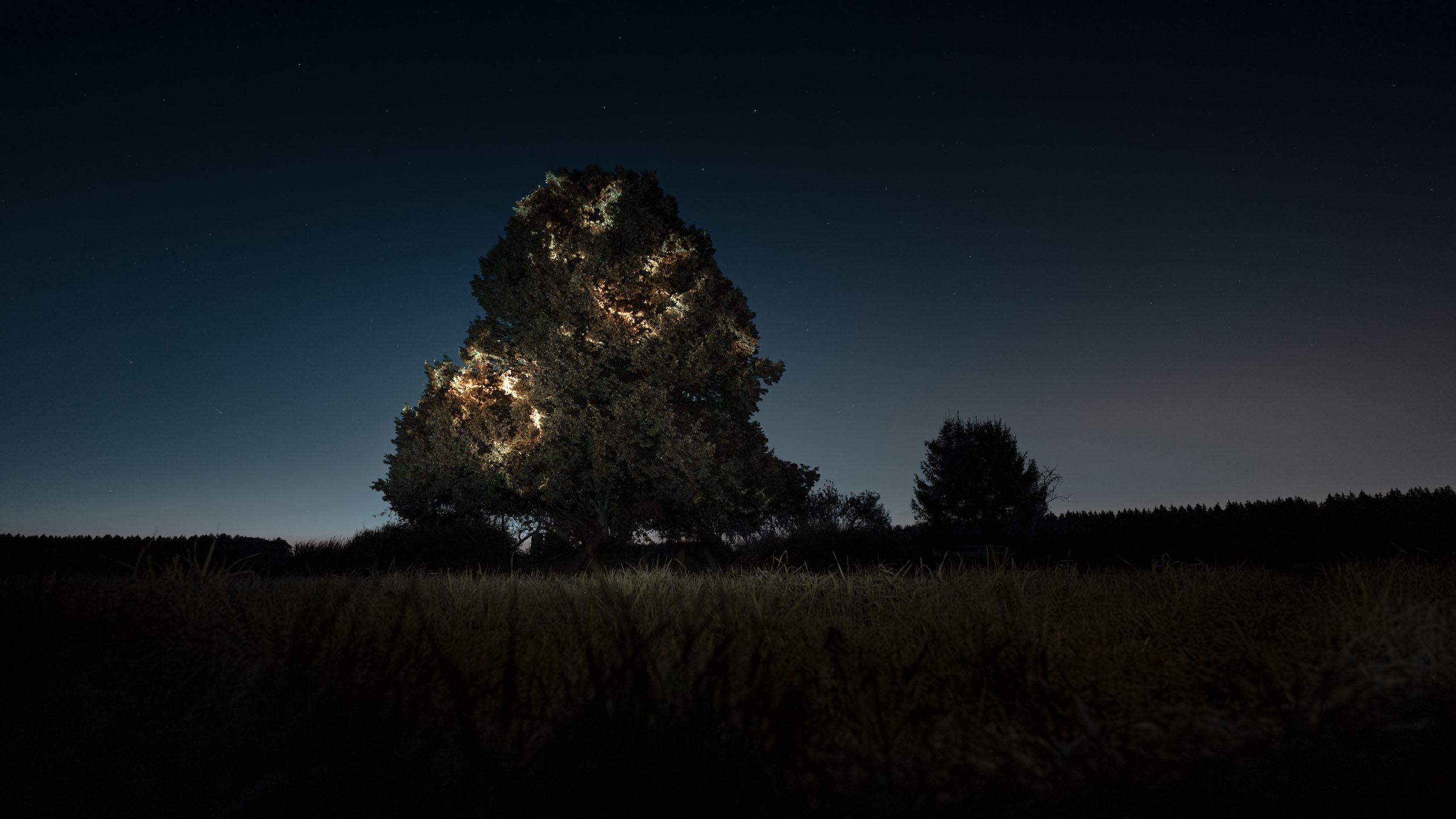 Projection mapping land art installation on a tree at sunset