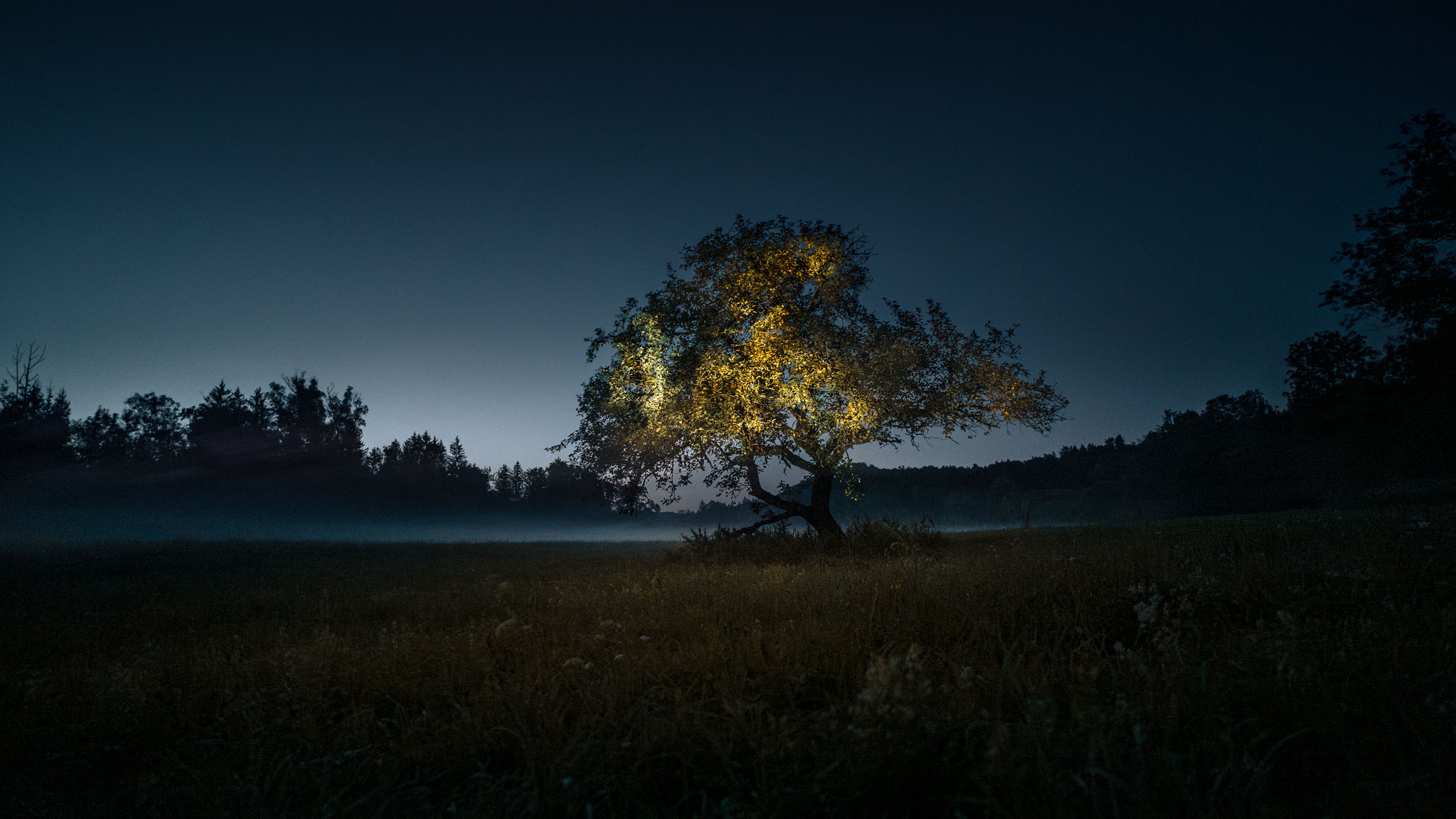 Projection mapping light art installation in Nature on a tree at sunset by Philipp Frank