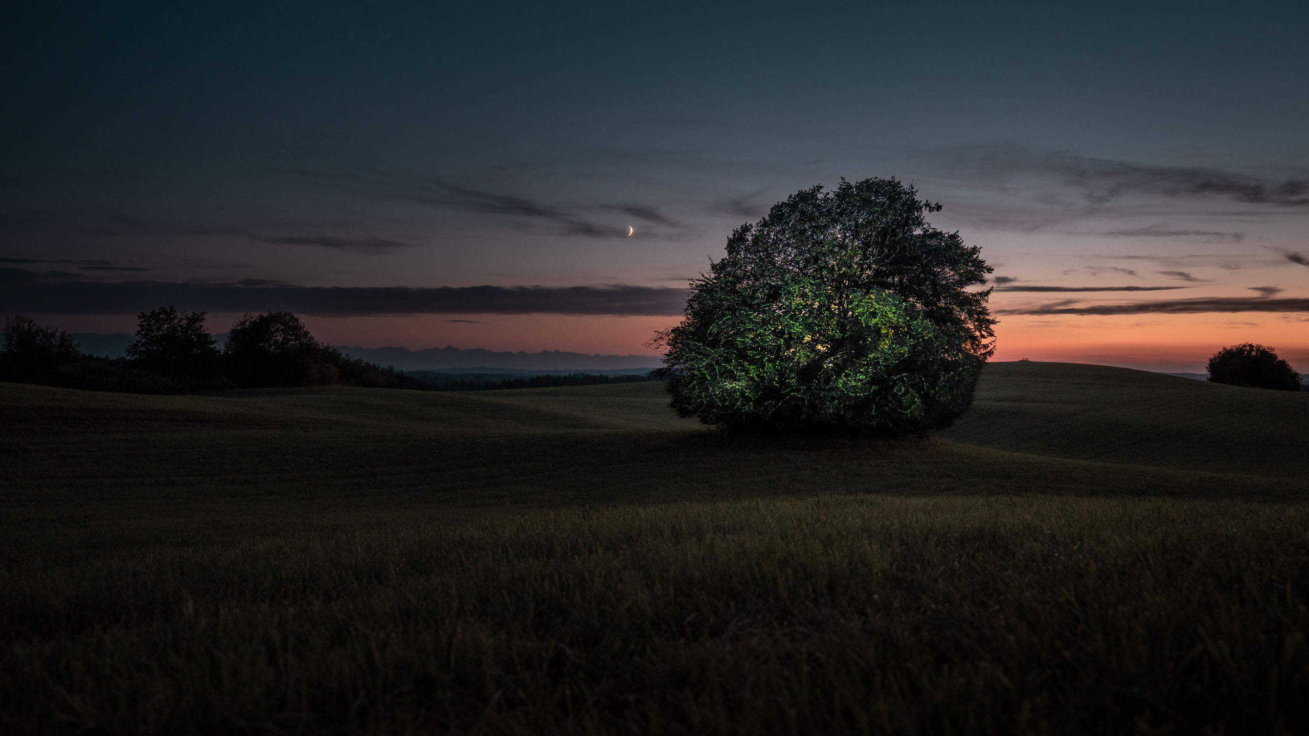 Tree illuminated by site-specific light art at dusk, Arborealis series by light artist Philipp Frank