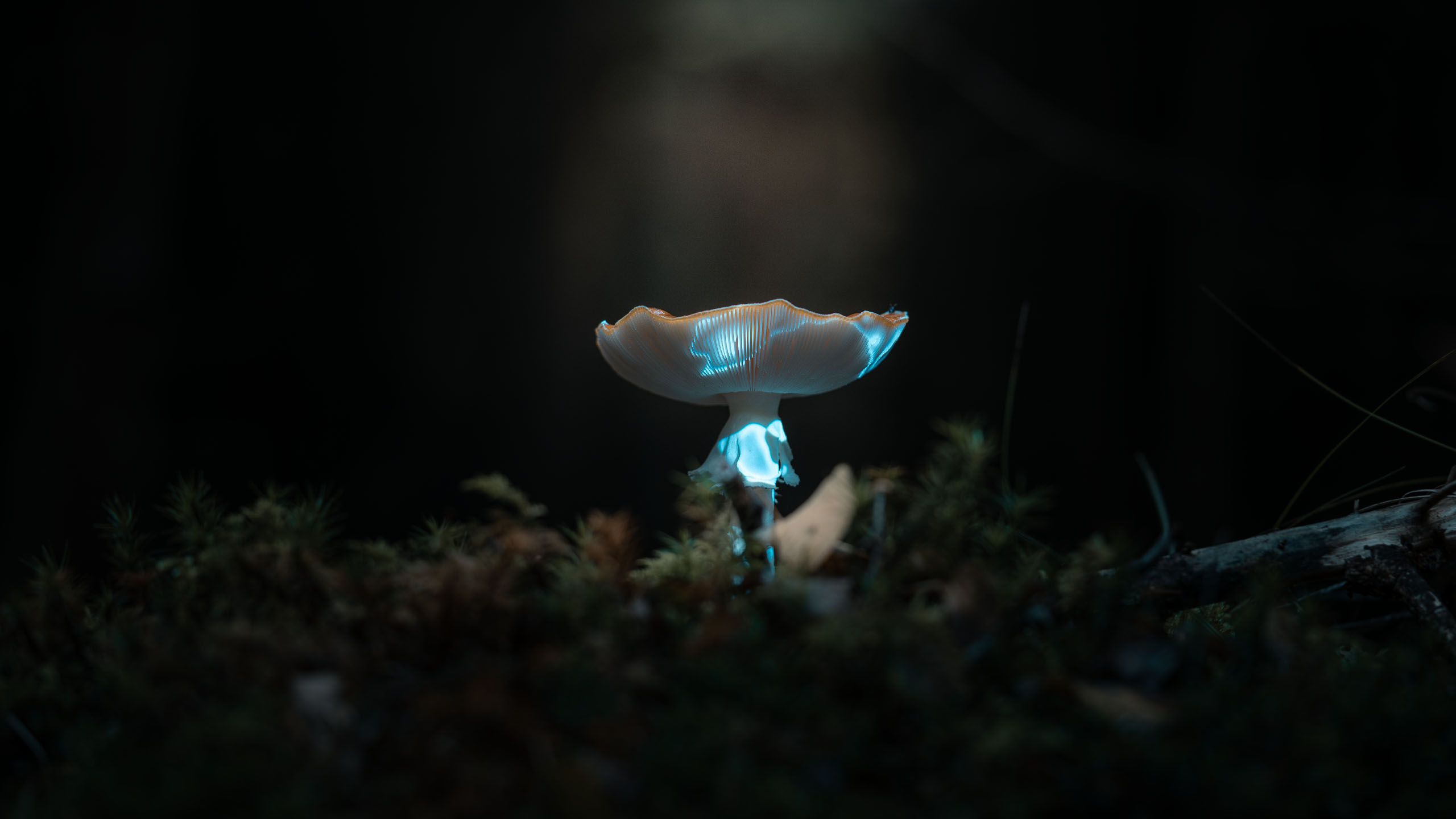 MYCELION