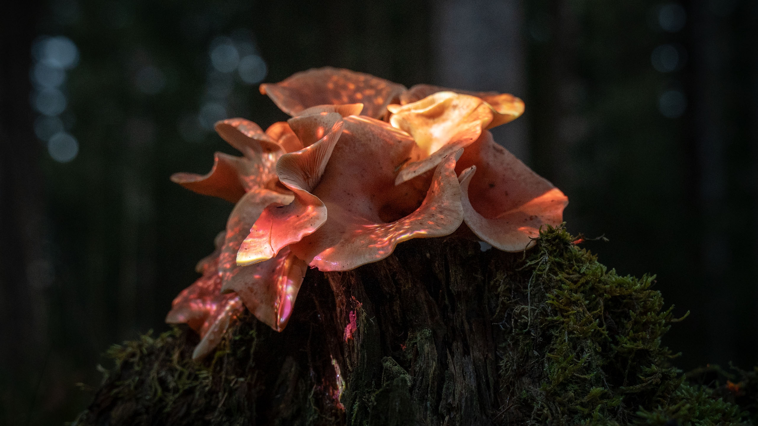 Mycelion – Light Installation on Forest Fungi | Philipp Frank Cluster of forest fungi illuminated through projection mapping on a tree stump, from the Mycelion series by Philipp Frank.