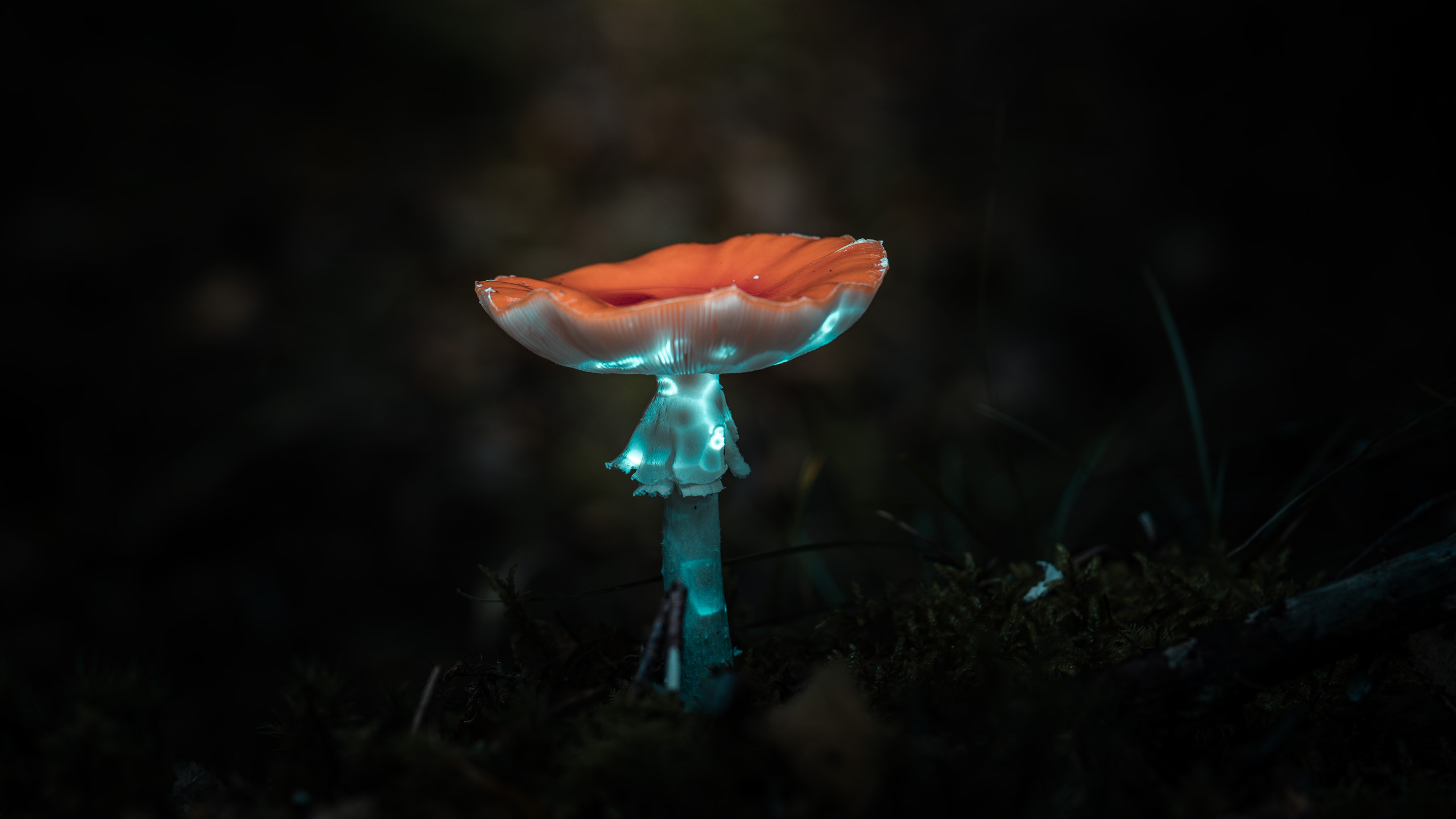 Mycelion – Site-Specific Light Installation on Mushroom | Philipp Frank Site-specific projection mapping on a single forest mushroom, illuminated with turquoise light patterns in a dark woodland setting.