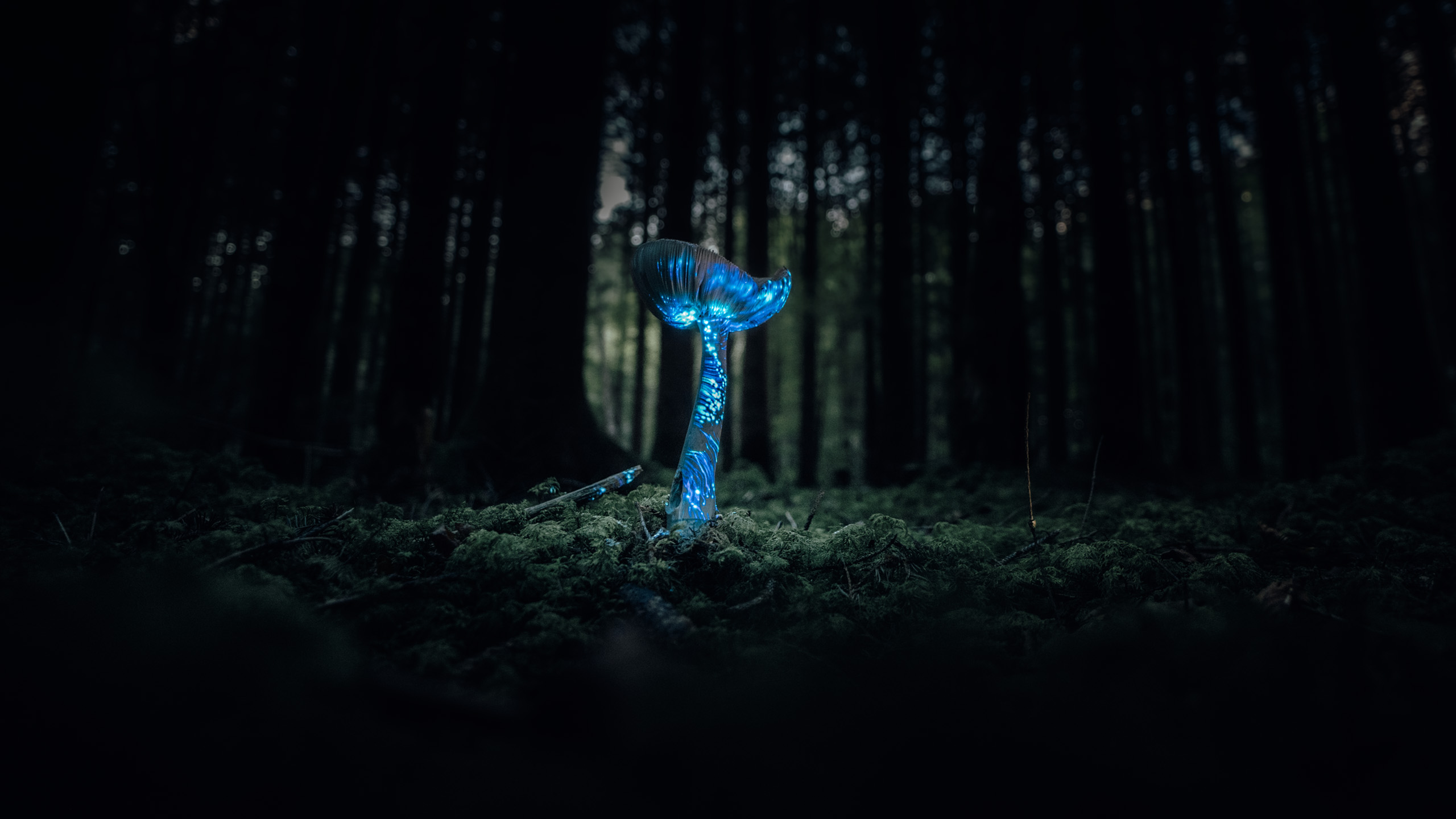 Mycelion – Forest Light Installation on Mushroom | Philipp Frank Site-specific projection mapping on a single mushroom in a dark forest, glowing with blue light patterns.