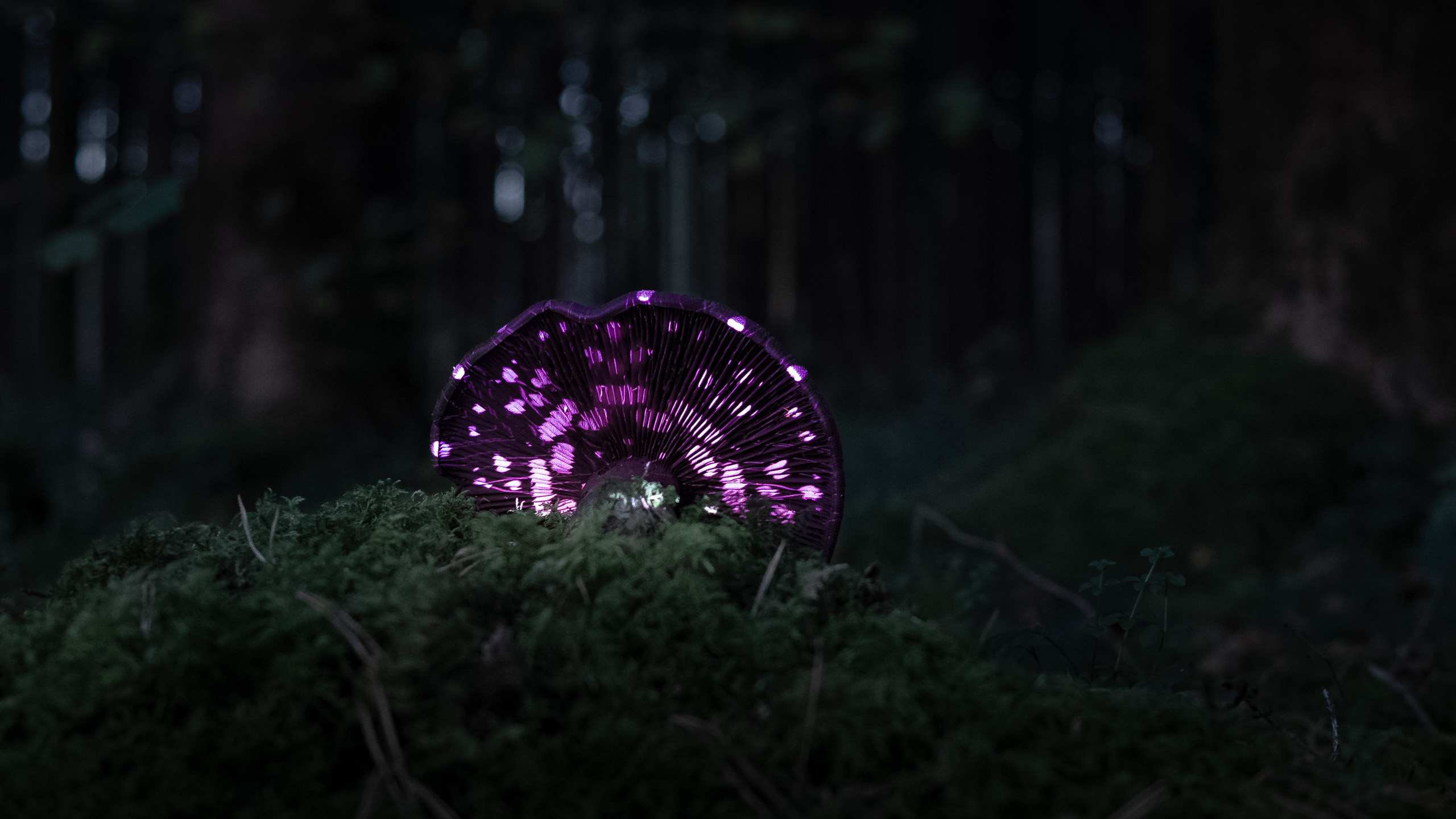 Mycelion – Projection Mapping on Mushroom Underside | Philipp Frank Projection mapping on the underside of a forest mushroom, illuminated with purple light patterns against a dark woodland background.