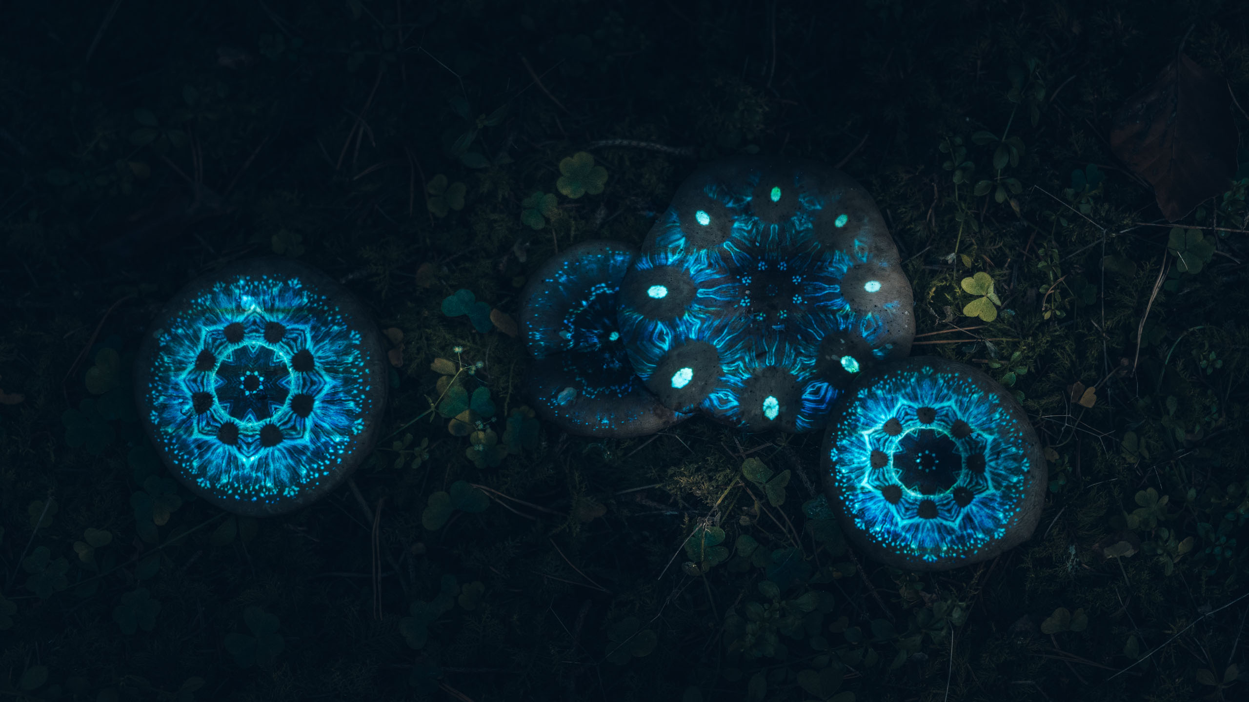 Mycelion – Projection Mapping on Forest Mushrooms | Philipp Frank Projection mapping installation on forest mushrooms, glowing blue network patterns in a dark woodland environment.